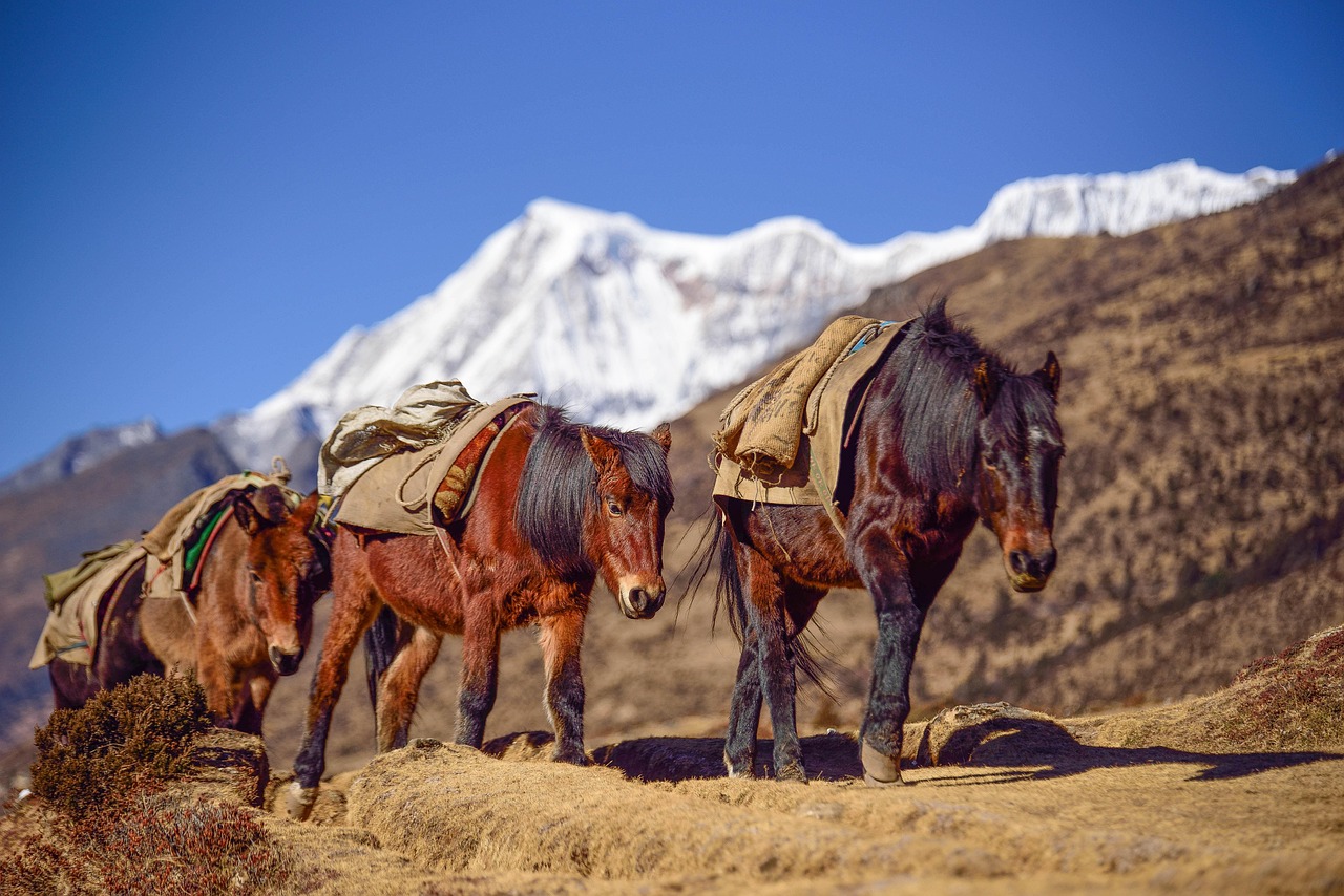 Laya-Gasa Trek – Bhutan Travel Mantra